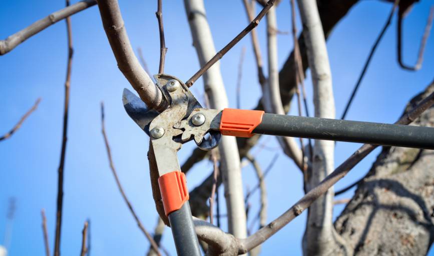 Tree Trimming