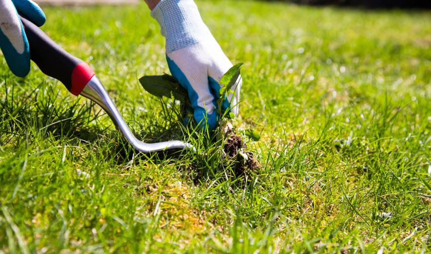 Weed Control